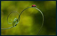Plants: image 1 0f 7 thumb